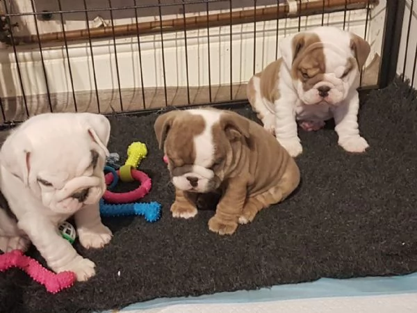 bellissimi cuccioli di bulldog inglese | Foto 0