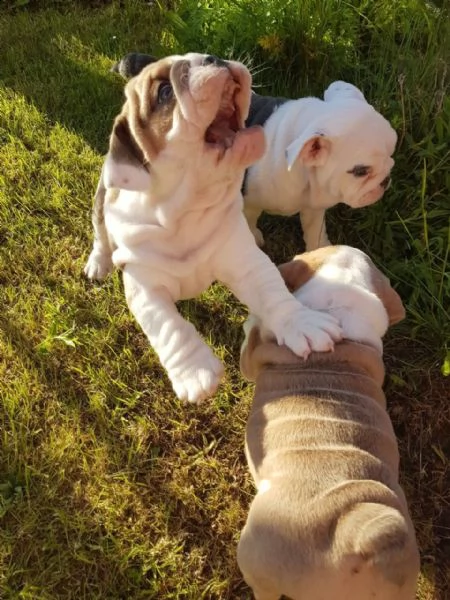 bellissimi cuccioli di bulldog inglese
