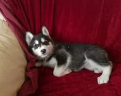 siberian husky con occhi azzurri