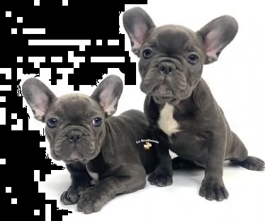 bouledogue- bulldog francese blue 