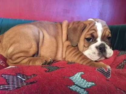  bulldog inglese cuccioli