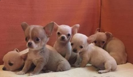  cuccioli chihuahua miniature 