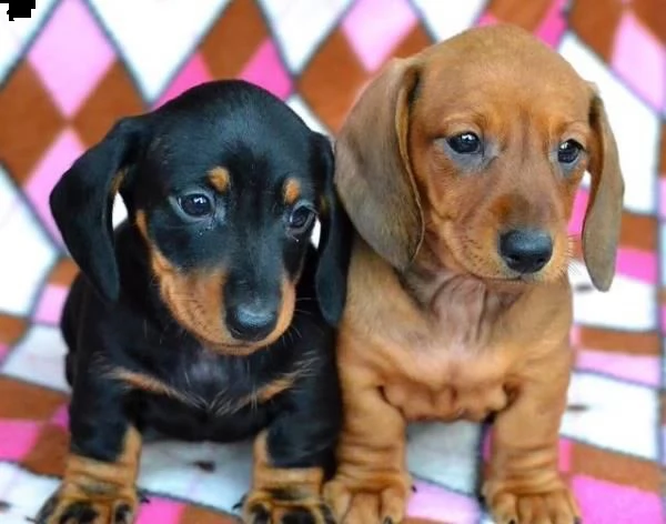 favolosa cuccioli di bassotto nano