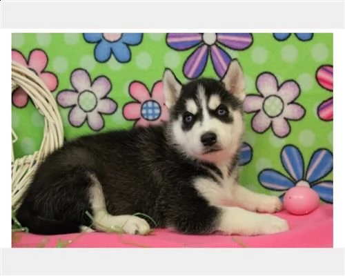 cuccioli siberian husky con pedigree | Foto 0