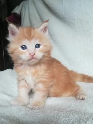 stupendi gattini di maine coon