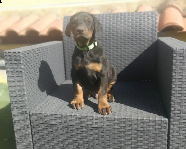 cuccioli di dobermann alta genealogia