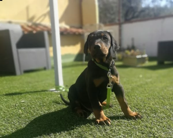 cuccioli di dobermann alta genealogia | Foto 2