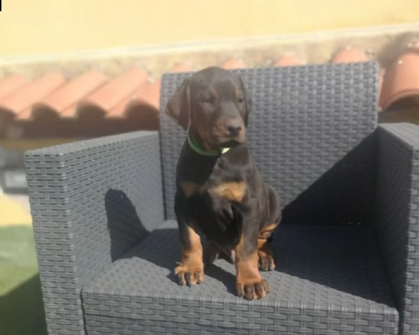 cuccioli di dobermann alta genealogia | Foto 1