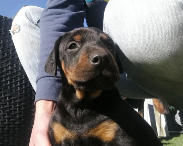 cuccioli di dobermann alta genealogia | Foto 0
