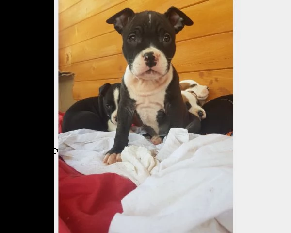 cuccioli di american staffordshire | Foto 2