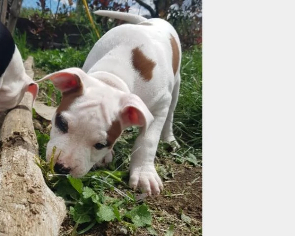 cuccioli di american staffordshire | Foto 1