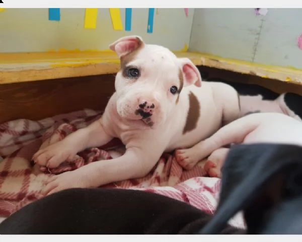 cuccioli di american staffordshire | Foto 0