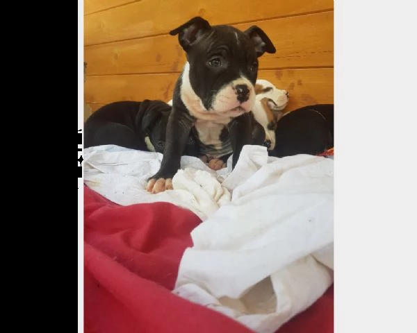 cuccioli di american staffordshire