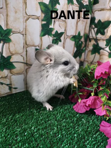 Cincilla'  | Foto 4