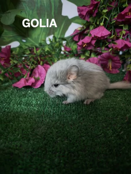 Cincilla'  | Foto 0