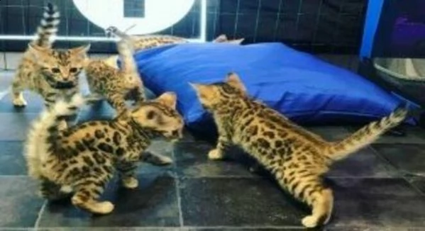 splendidi gattini del bengala