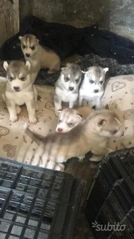 cuccioli di siberian husky