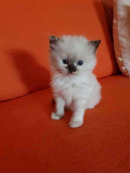 cuccioli ragdoll disponibili | Foto 3