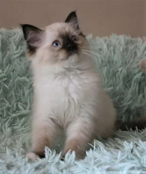 cuccioli ragdoll disponibili | Foto 1