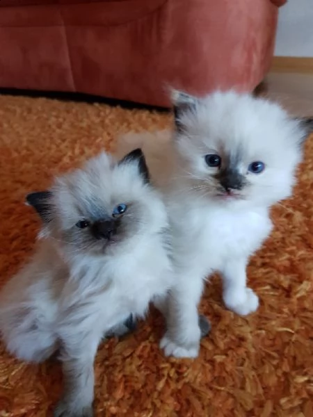 cuccioli ragdoll disponibili | Foto 0