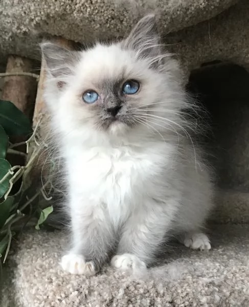 cuccioli ragdoll disponibili