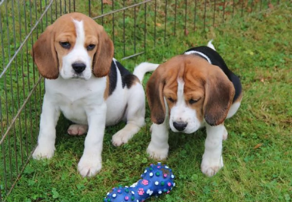 bellissimi cuccioli di beagle | Foto 3