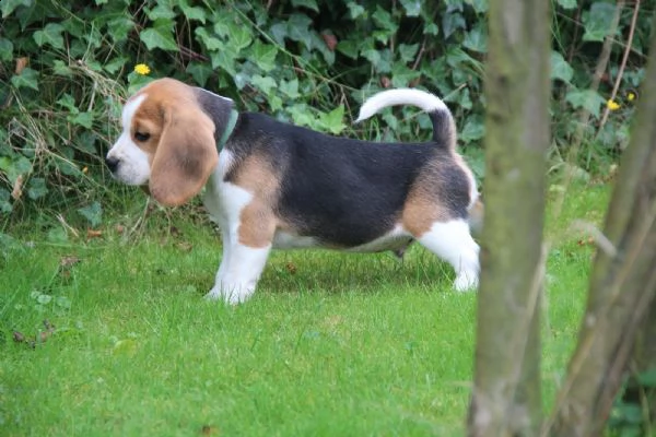 bellissimi cuccioli di beagle | Foto 2