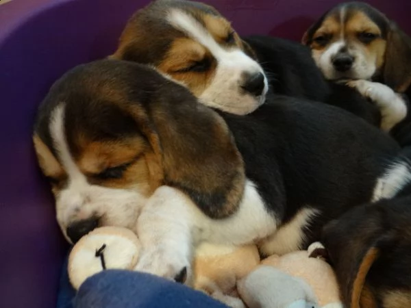 bellissimi cuccioli di beagle | Foto 1