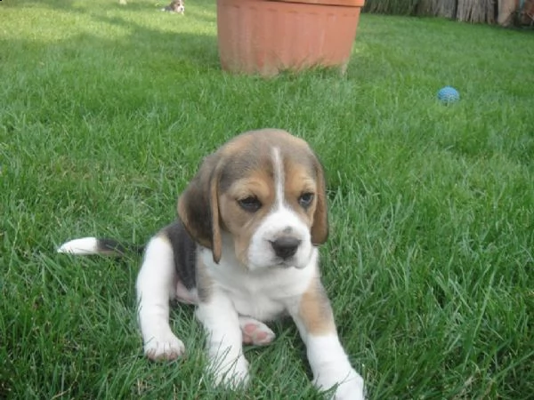 bellissimi cuccioli di beagle | Foto 0
