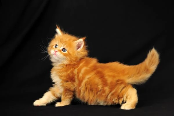 cuccioli di maine coon | Foto 0