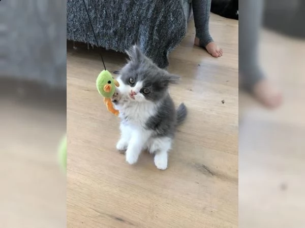 cuccioli di maine coon