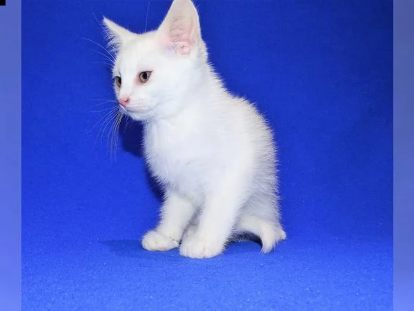 5 cuccioli di maine coon