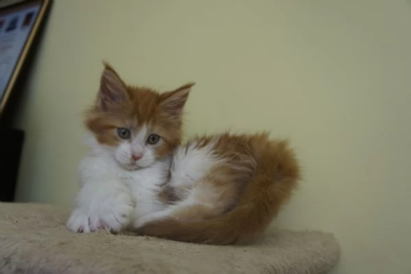 5 cuccioli di maine coon | Foto 3