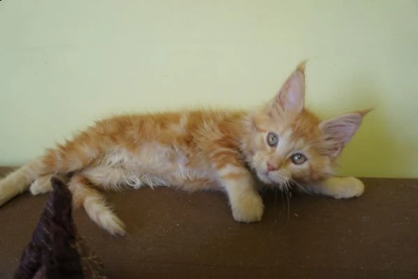5 cuccioli di maine coon | Foto 2