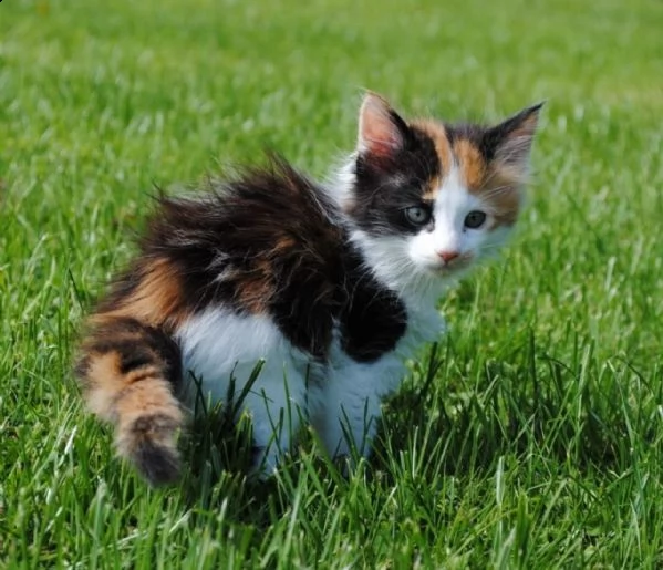 5 cuccioli di maine coon | Foto 1