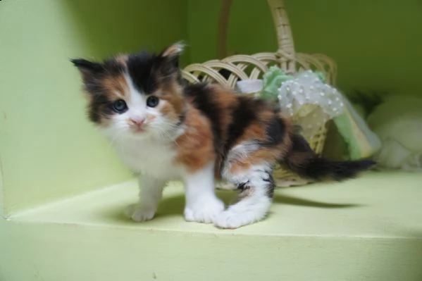 5 cuccioli di maine coon | Foto 0