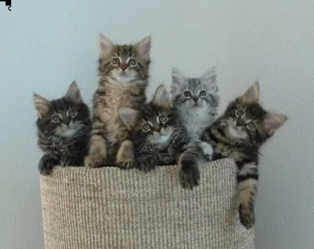 cuccioli di main coon