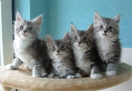 dispone di bellissime e dolcissime cucciole di maine coon | Foto 0