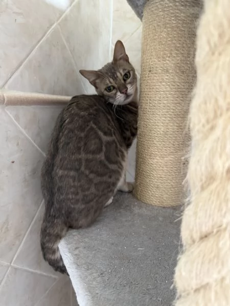 Gattino bengala blu  | Foto 2