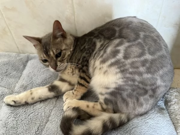 Gattino bengala blu  | Foto 1