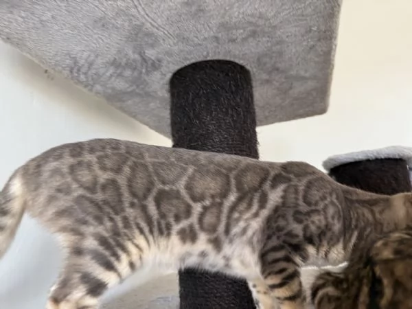 Gattino bengala blu  | Foto 0