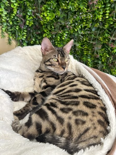 Gattina bengala brown 