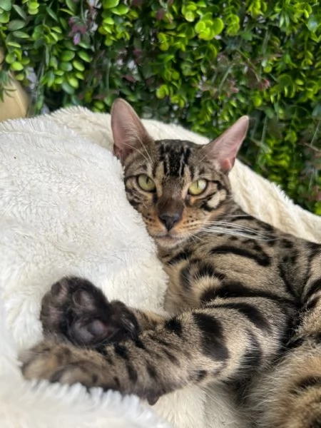Gattina bengala brown  | Foto 2