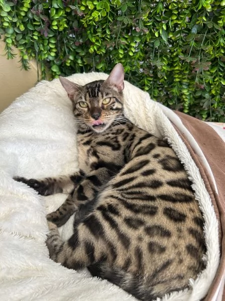 Gattina bengala brown  | Foto 1