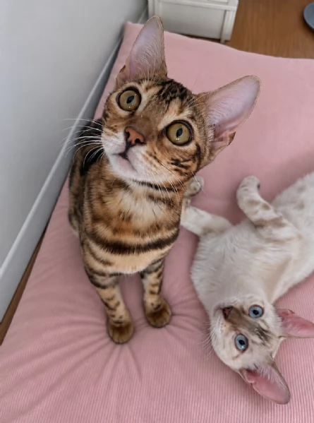 Gattini bengala brown e snow 