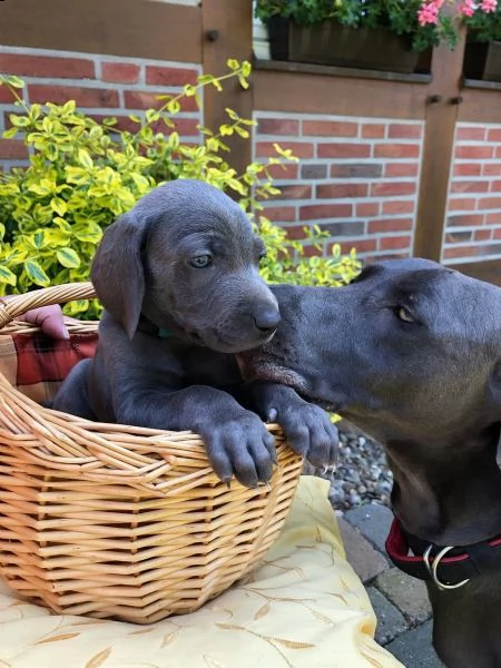stupefacente cuccioli di weimaraner alta genealogia