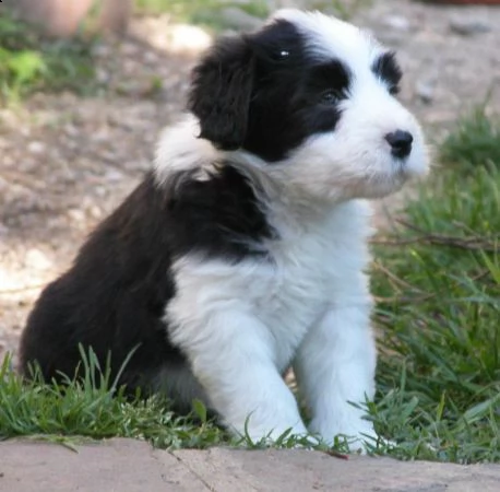 cuccioli di bearded collie disponibili