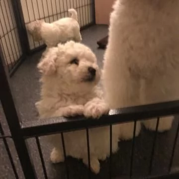 dolcissimi e vivacissimi cuccioli bichon frisé | Foto 0