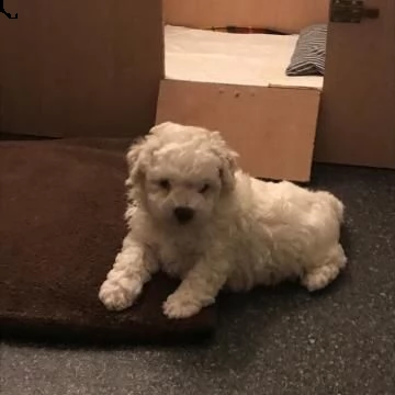 dolcissimi e vivacissimi cuccioli bichon frisé