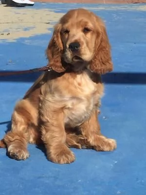 cocker spaniel inglese | Foto 0
